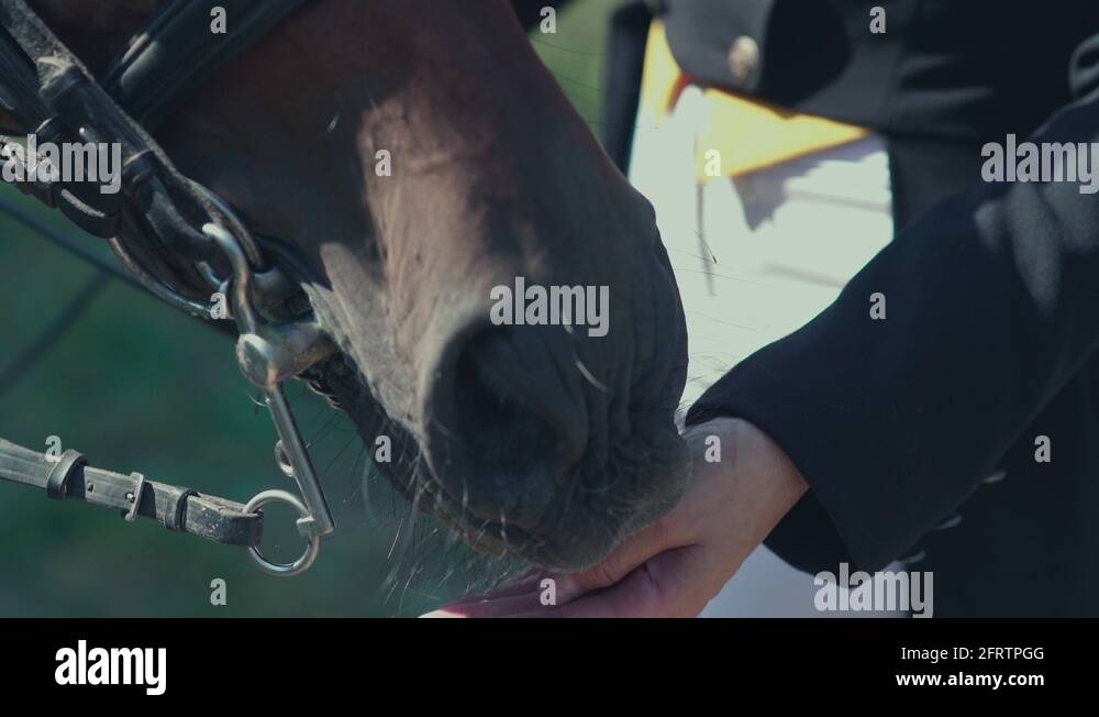Horse lips Stock Videos & Footage HD and 4K Video Clips Alamy