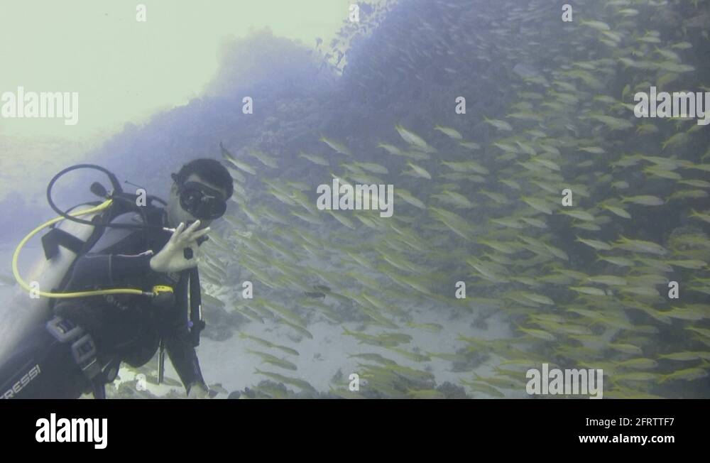 Scuba diver fish shoal Stock Videos & Footage HD and 4K Video Clips