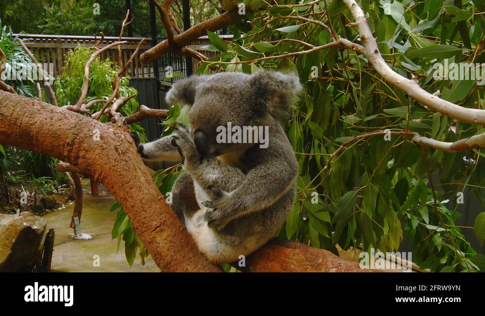 Koala habitat Stock Videos & Footage - HD and 4K Video Clips - Alamy