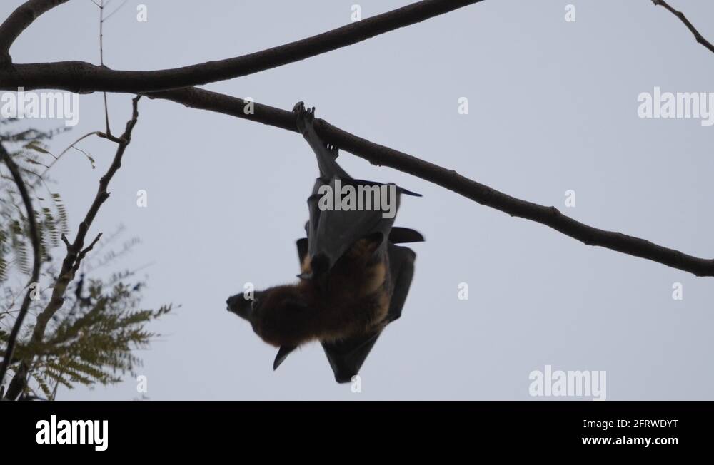 Bat in tree Stock Videos & Footage - HD and 4K Video Clips - Alamy