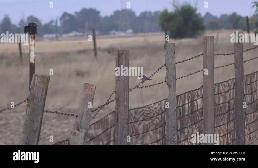 Perched on fencing Stock Videos & Footage HD and 4K Video Clips Alamy