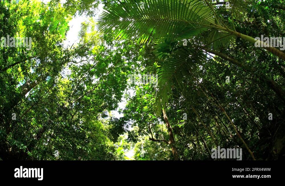 Ecotourism site of Daintree Rainforest in Queensland Australia with sun