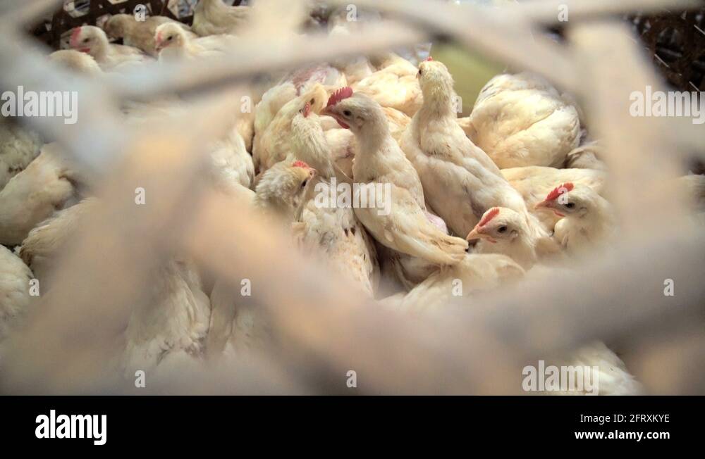 Selling live chickens Stock Videos & Footage HD and 4K Video Clips