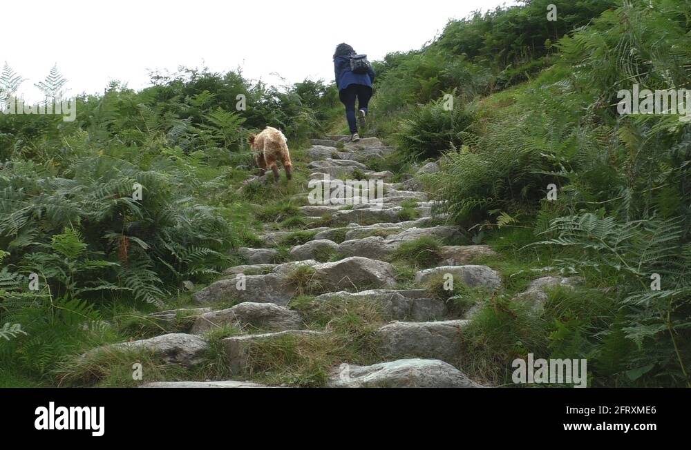 Dog climbing mountain Stock Videos & Footage HD and 4K Video Clips Alamy