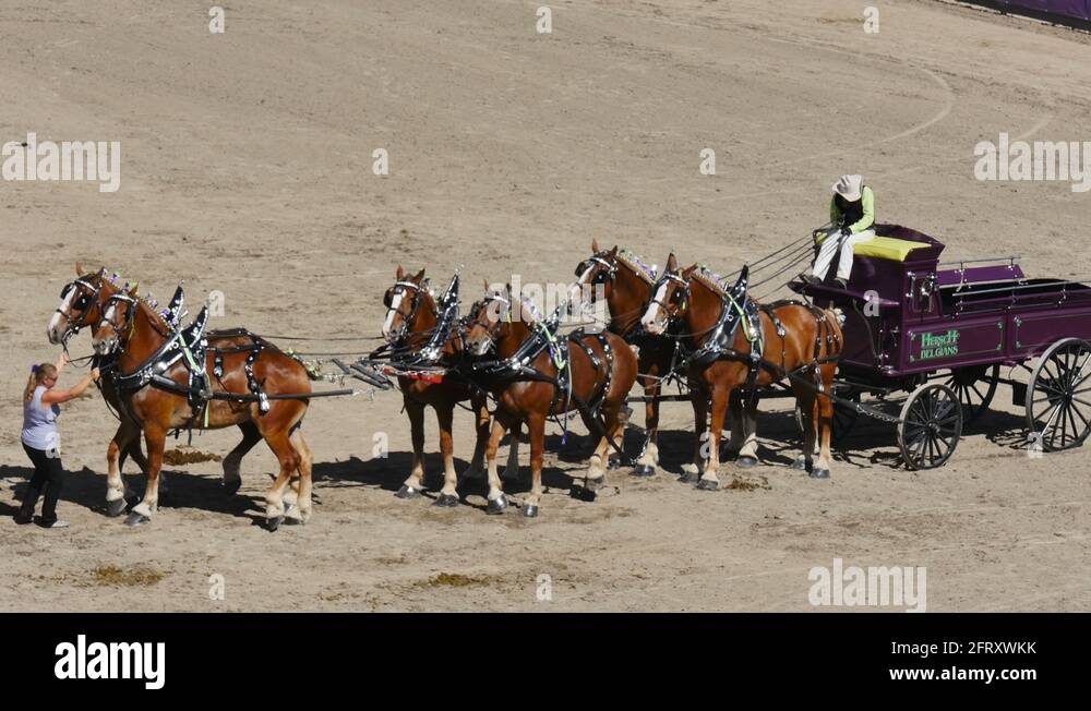 Six horse team Stock Videos & Footage - HD and 4K Video Clips - Alamy
