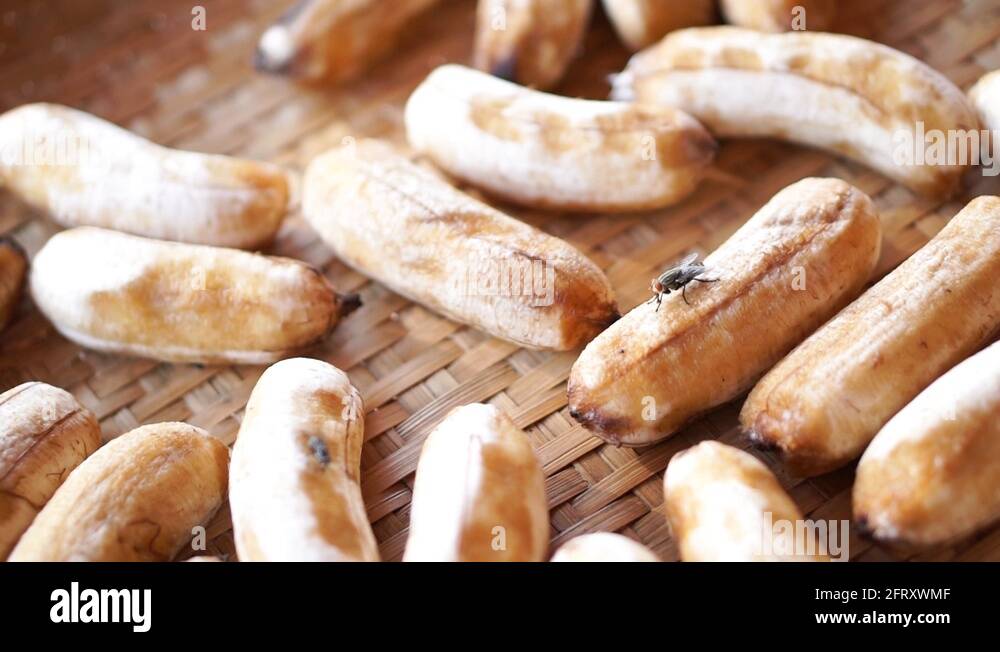 Asian fruit fly Stock Videos & Footage HD and 4K Video Clips Alamy