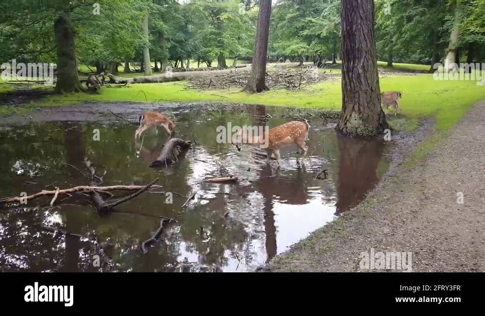 Drinking water from a pond Stock Videos & Footage - HD and 4K Video ...