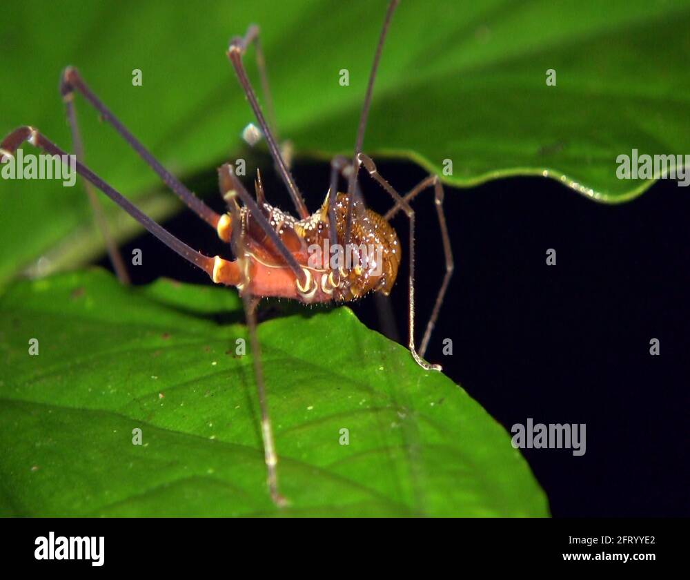 Harvestman Stock Videos & Footage HD and 4K Video Clips Alamy