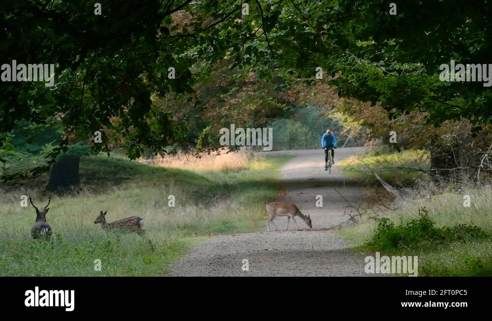 Riding on deer Stock Videos & Footage - HD and 4K Video Clips - Alamy
