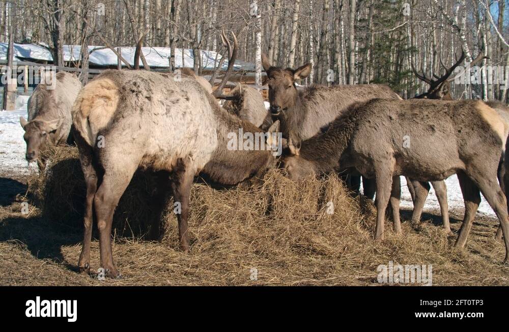 Deer Eating Hay Stock Video Footage Alamy