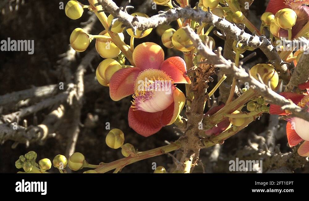 Sacred flower Stock Videos & Footage HD and 4K Video Clips Alamy