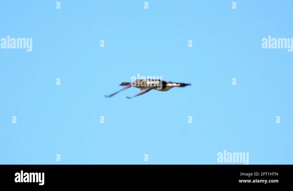 Two birds flying in blue sky. Nature background with wildlife Stock