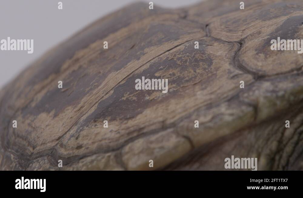 Snapping turtle texture Stock Videos & Footage - HD and 4K Video Clips ...