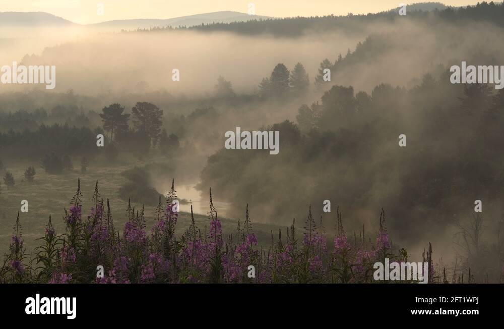Summer misty morning landscape Stock Videos & Footage - HD and 4K Video ...