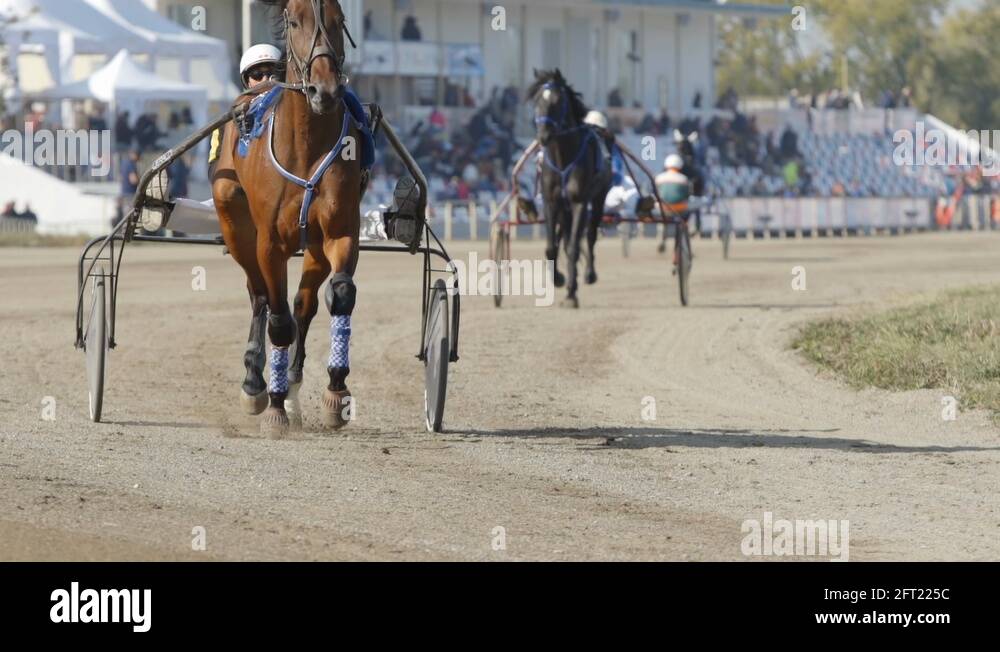 Trotter training Stock Videos & Footage HD and 4K Video Clips Alamy