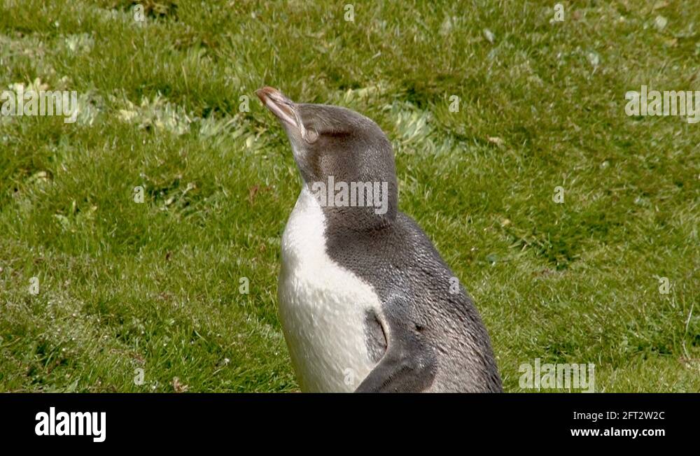Yellow eyed penguin Stock Videos & Footage - HD and 4K Video Clips - Alamy
