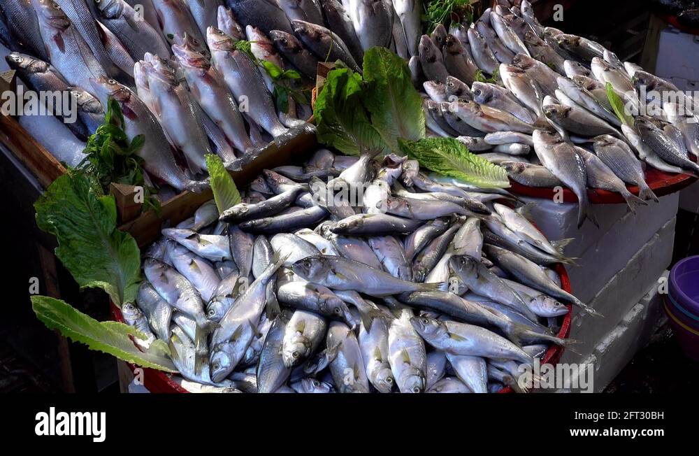 Sea bream species Stock Videos & Footage HD and 4K Video Clips Alamy