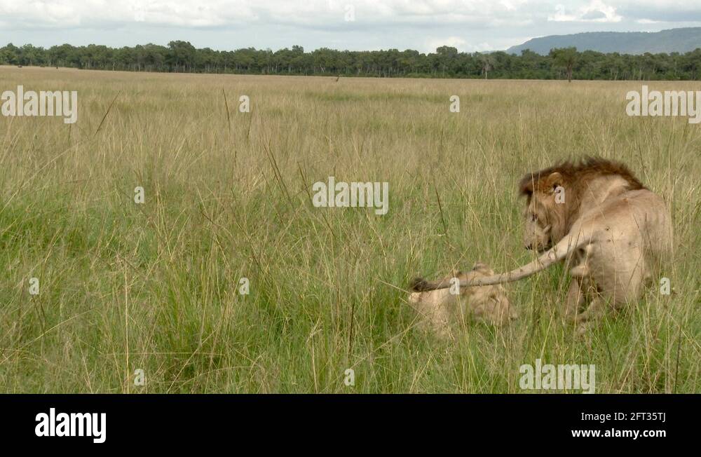 African lion pair panthera leo Stock Videos & Footage - HD and 4K Video ...
