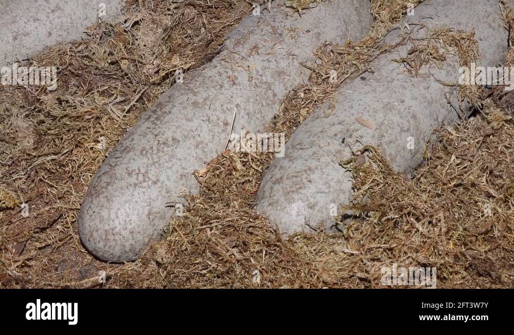 Dinosaur egg fossil nest Stock Videos & Footage HD and 4K Video Clips