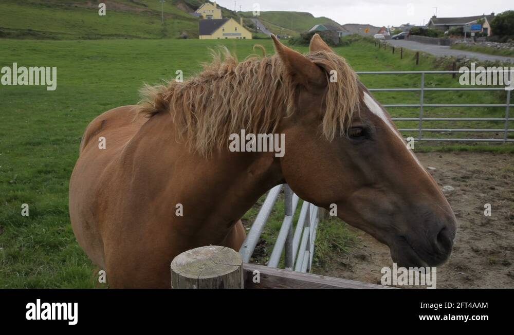 Shaking mane Stock Videos & Footage HD and 4K Video Clips Alamy