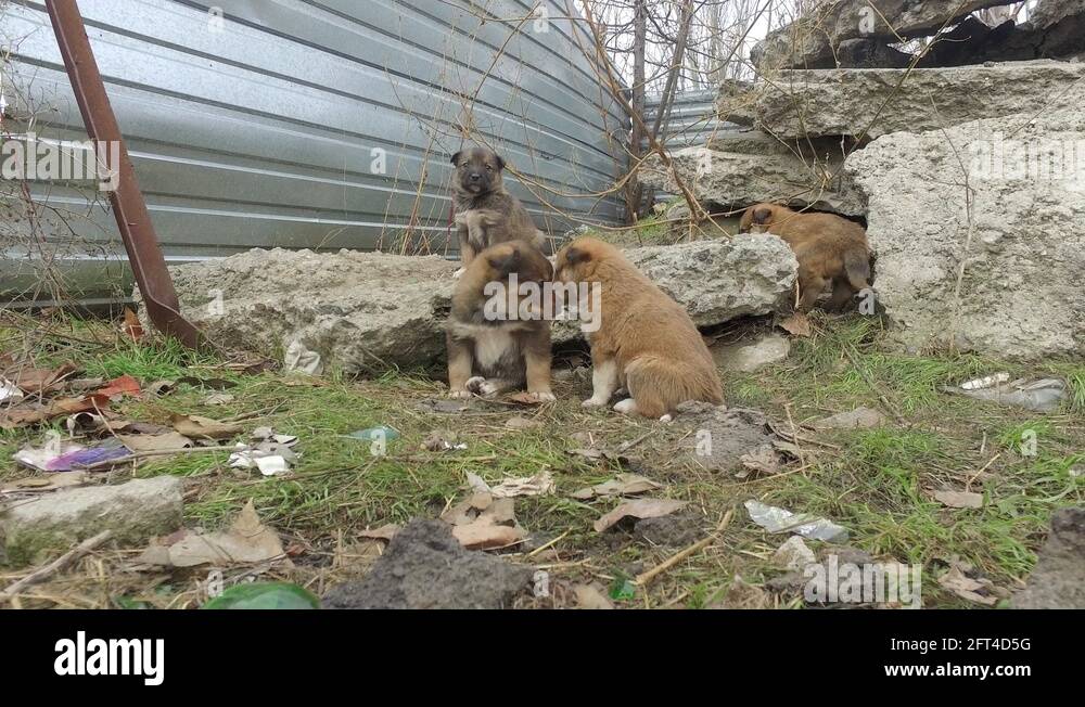 Stray dogs puppies among concrete slabs in an abandoned construction ...