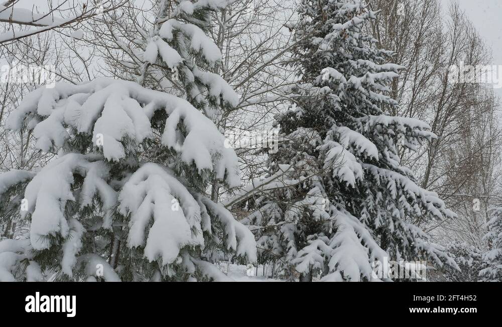 Snow falling on aspen and pine boughs sway gently in breeze Stock Video ...