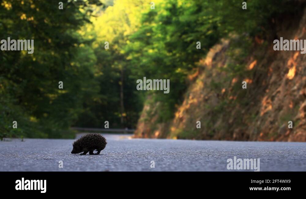 Hedgehog crossing road Stock Videos & Footage HD and 4K Video Clips