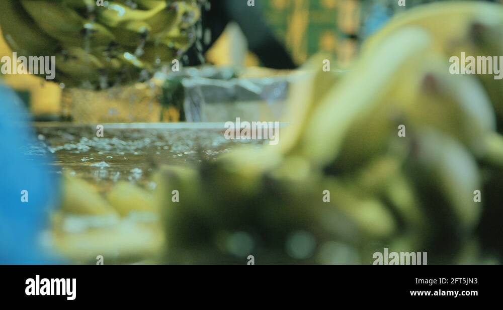 Bananas in a packing house Stock Video Footage Alamy