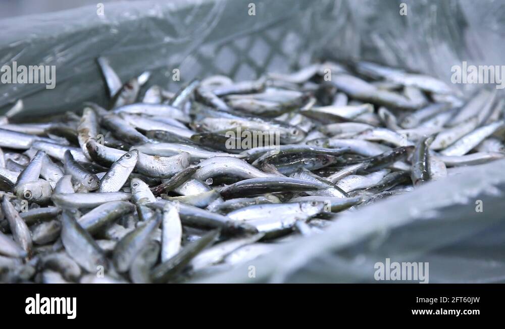 frozen fish processing line Stock Video Footage Alamy