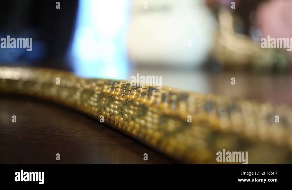 Scale reptiles Stock Videos & Footage HD and 4K Video Clips Alamy