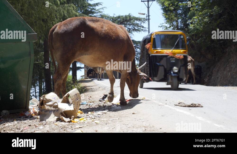 Cow eats garbage on roadside, tuk tuk rickshaw drives by, Dharamsala