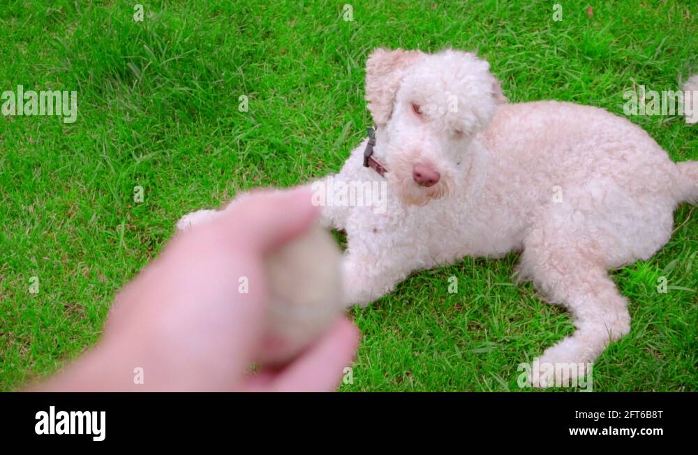 Throwing ball dog Stock Videos & Footage HD and 4K Video Clips Alamy