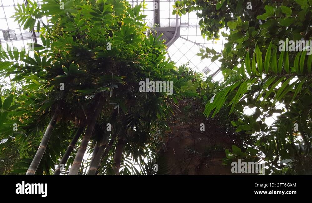 rainforest-botanical-garden-stock-videos-footage-hd-and-4k-video