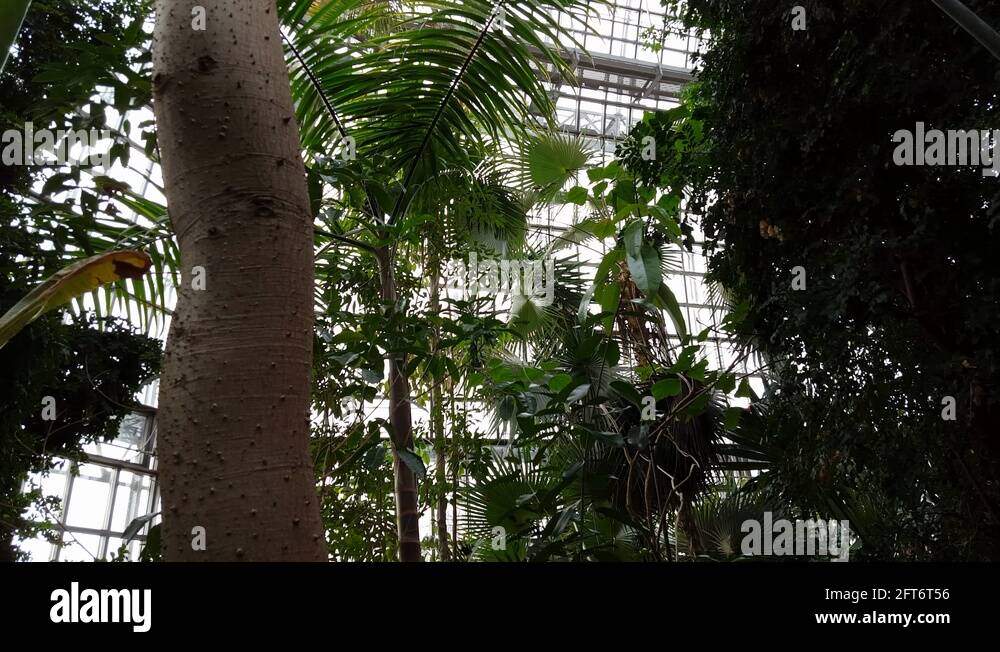 topical-rainforest-stock-videos-footage-hd-and-4k-video-clips-alamy