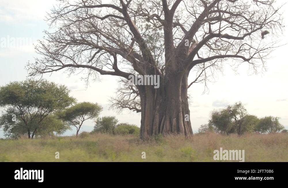 African savanna trees Stock Videos & Footage - HD and 4K Video Clips ...