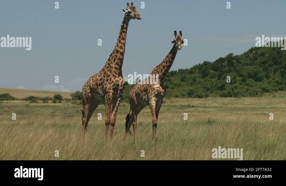 Homosexuality animal Stock Videos & Footage - HD and 4K Video Clips - Alamy