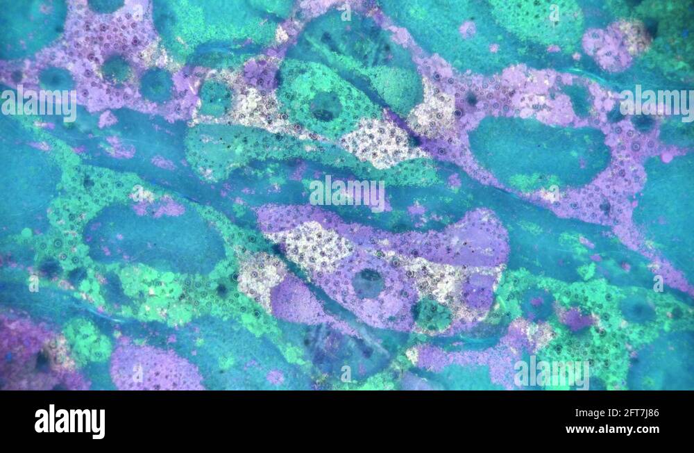 Microscopic View of Ink in Water Stock Video Footage - Alamy