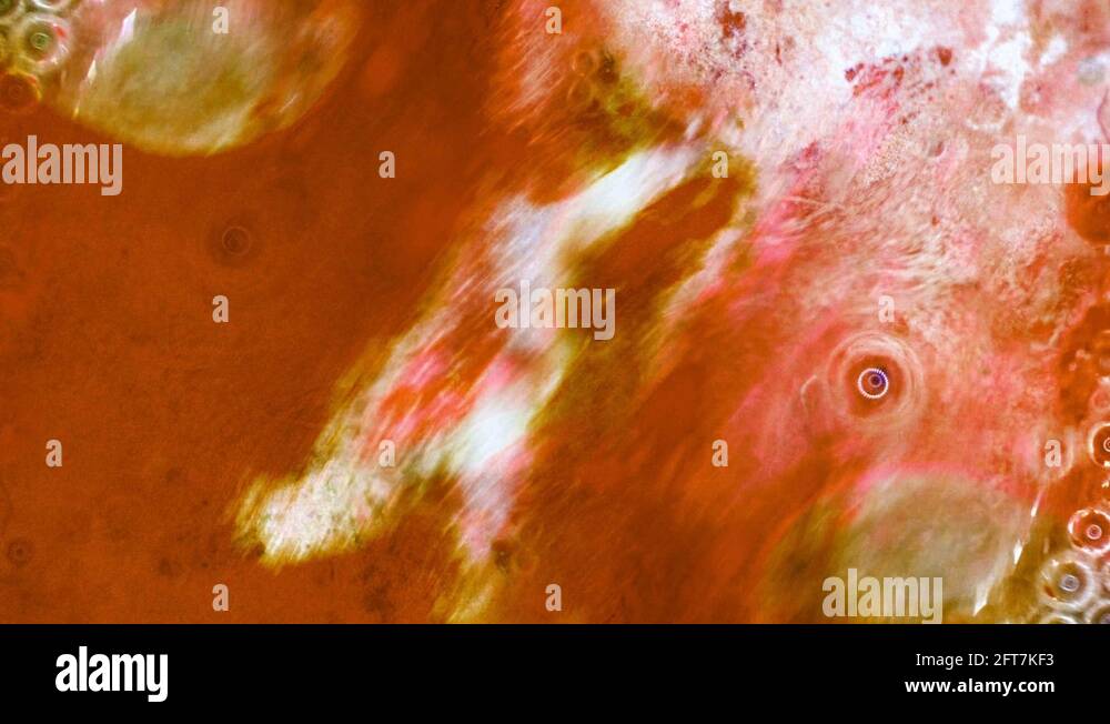 Microscopic View of Ink in Water Stock Video Footage - Alamy