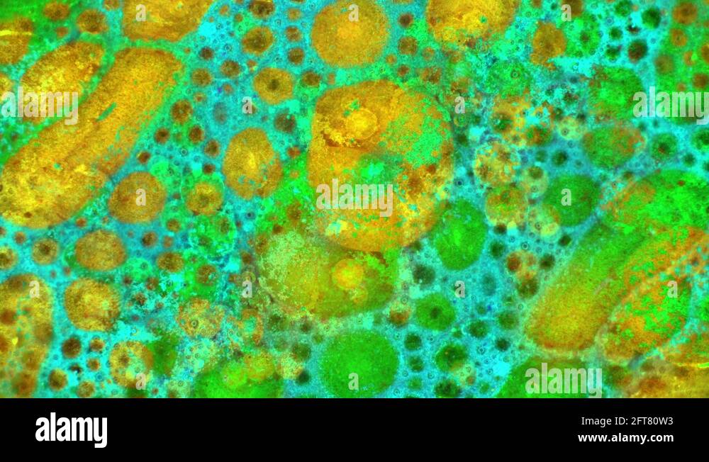 Microscopic View of Ink in Water Stock Video Footage - Alamy