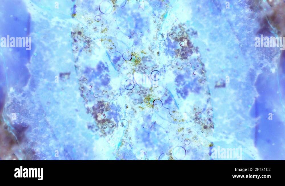 Microscopic View of Ink in Water Stock Video Footage - Alamy