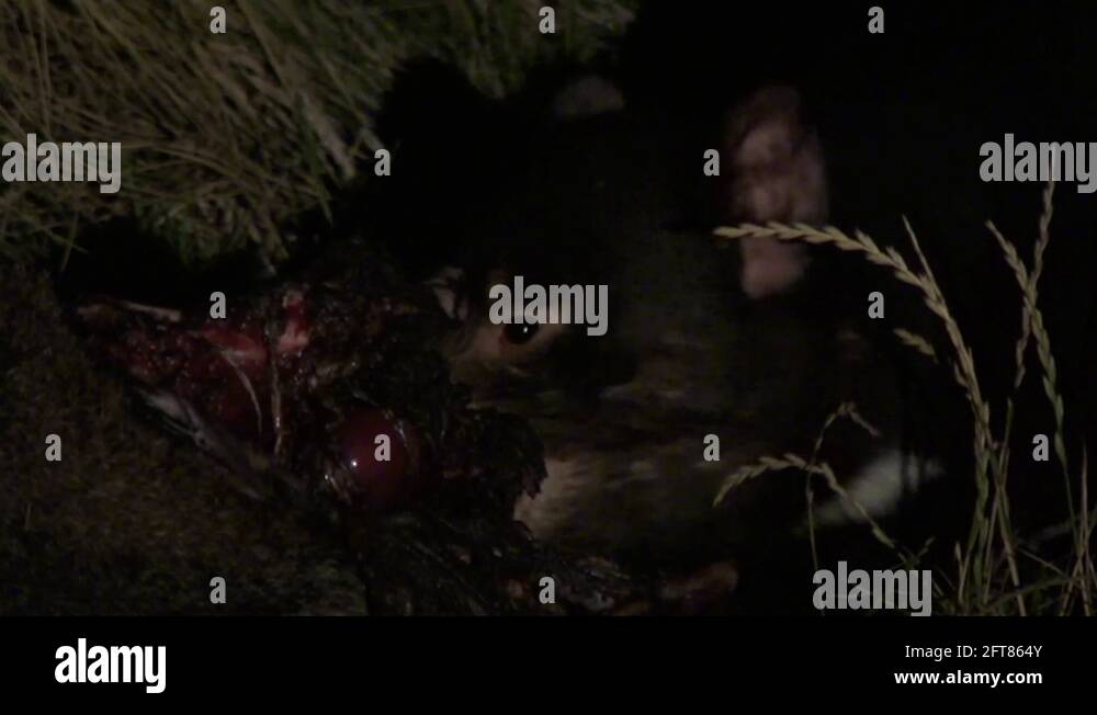 Tasmanian Devil eat on kangaroo carcass in the night Stock Video