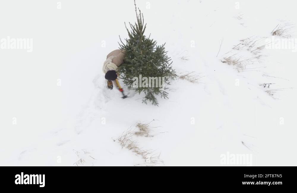 Cut down evergreen tree Stock Videos & Footage HD and 4K Video Clips