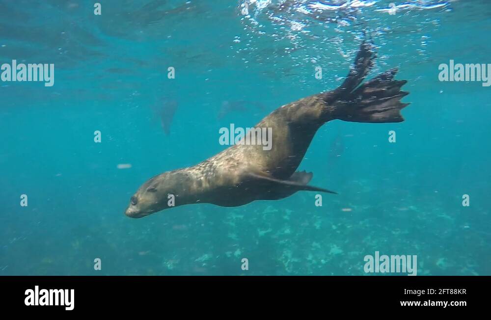 Harbour seal underwater Stock Videos & Footage - HD and 4K Video Clips ...