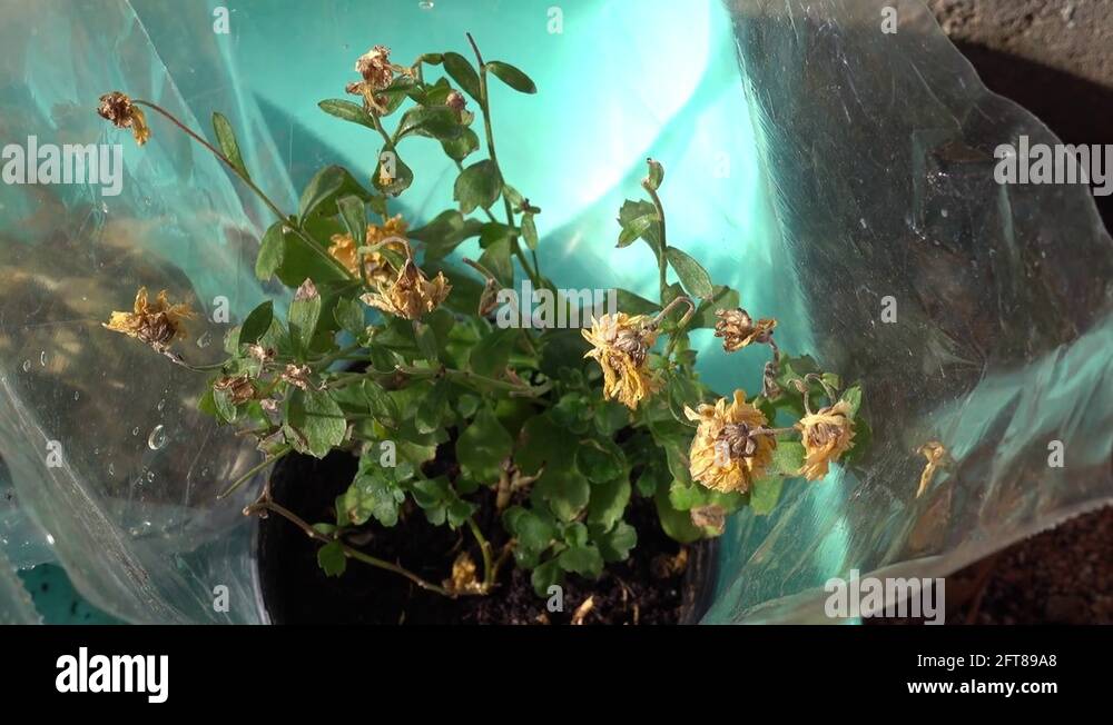 Wilted plant pot Stock Videos & Footage HD and 4K Video Clips Alamy