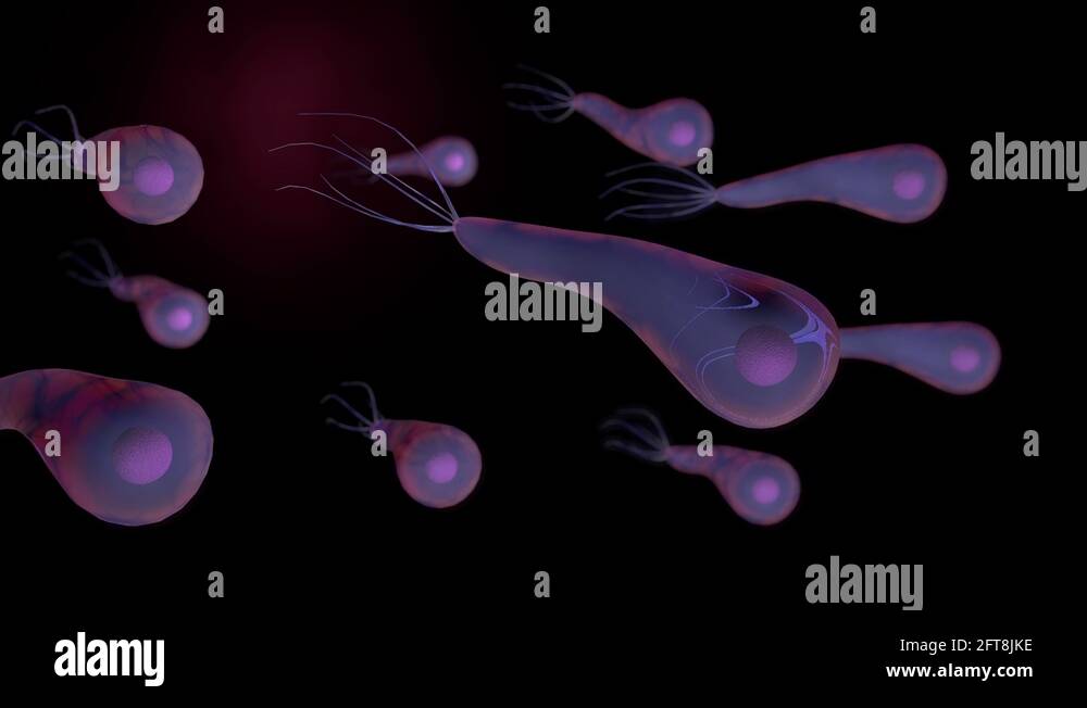 Clostridium tetani Stock Videos & Footage - HD and 4K Video Clips - Alamy