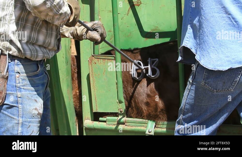 Branding cattle red hot brand Stock Videos & Footage HD and 4K Video