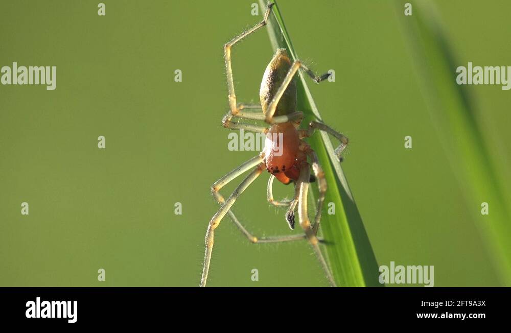 Insect Sac Yellow Spider Cheiracanthium mildei sitting on green leaf on ...