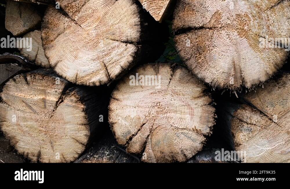 Bark firewood Stock Videos & Footage HD and 4K Video Clips Alamy
