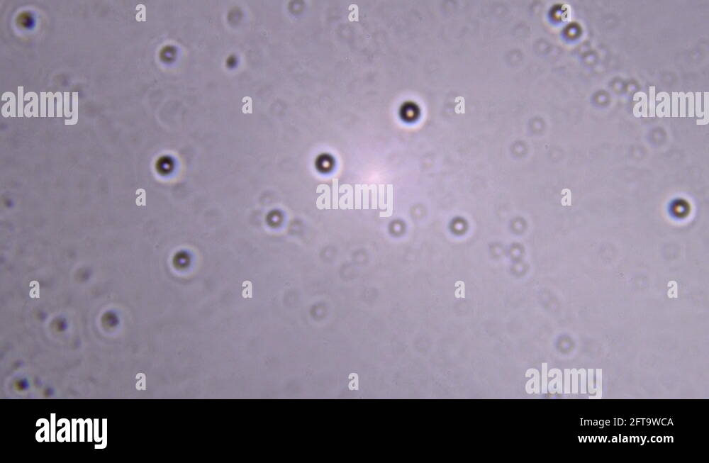 Bacteria under a microscope. Magnification of about 1000x Stock Video