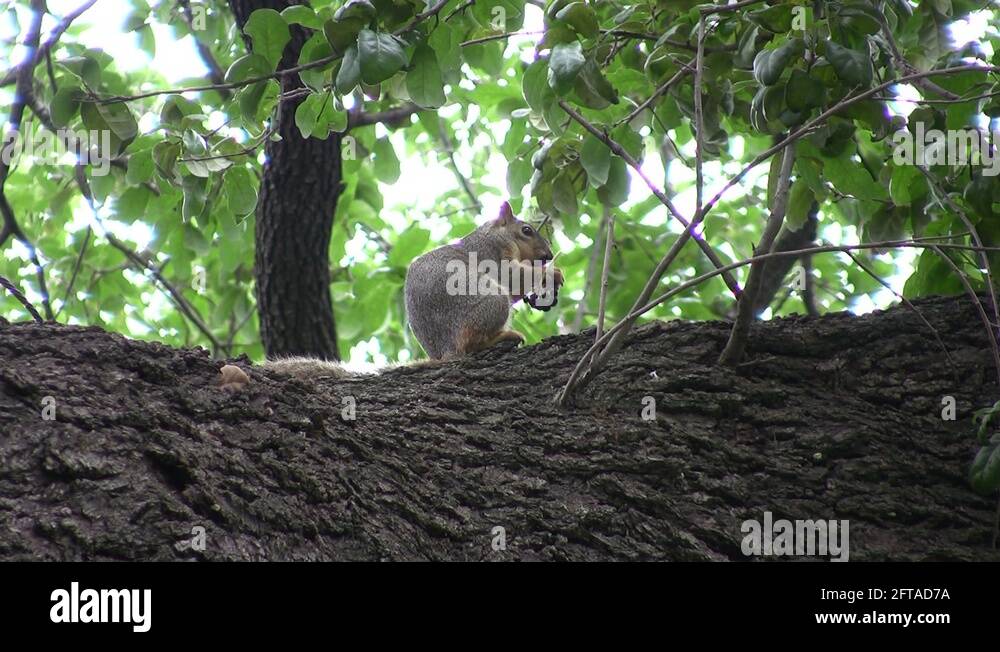 Squirrel sitting oak tree Stock Videos & Footage HD and 4K Video
